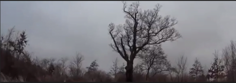 Ghost to Coast: The Devil’s Tree in New Jersey